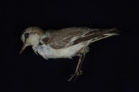 藏品(東方環頸鴴)的圖片